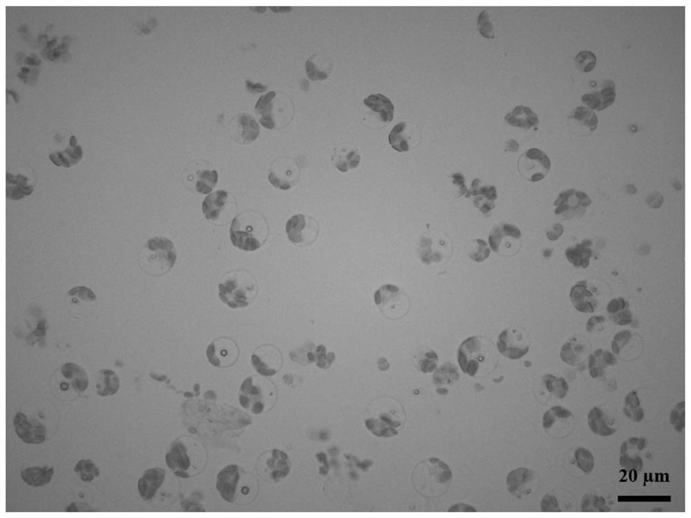 Method for preparing bermuda grass protoplast by efficient separation