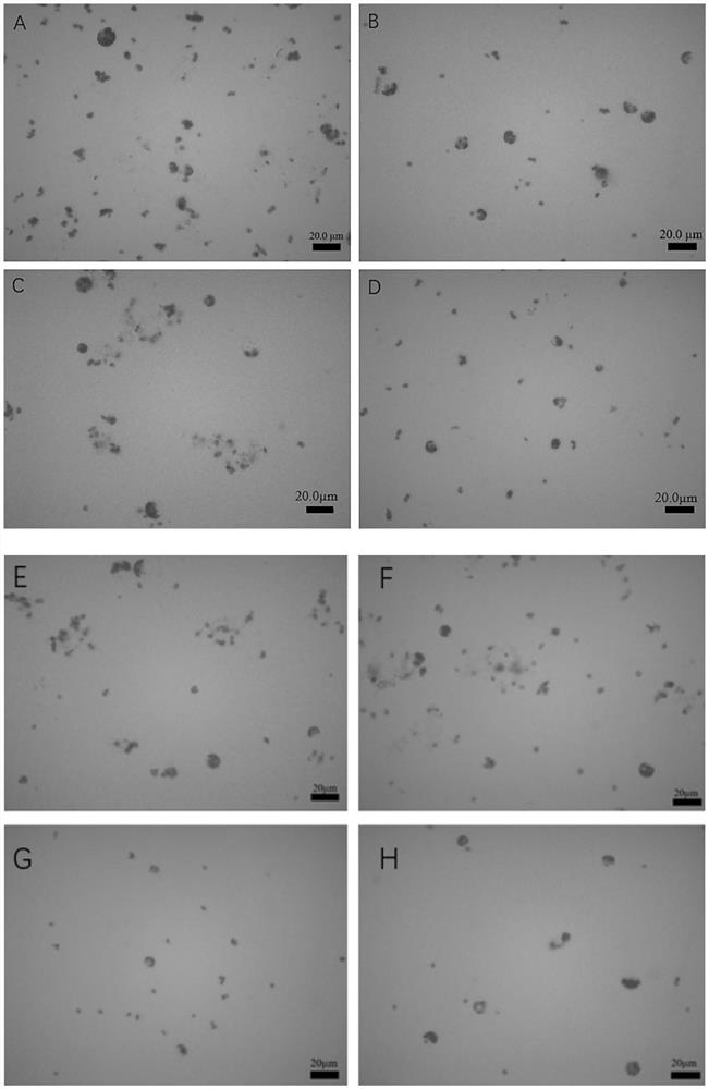 Method for preparing bermuda grass protoplast by efficient separation