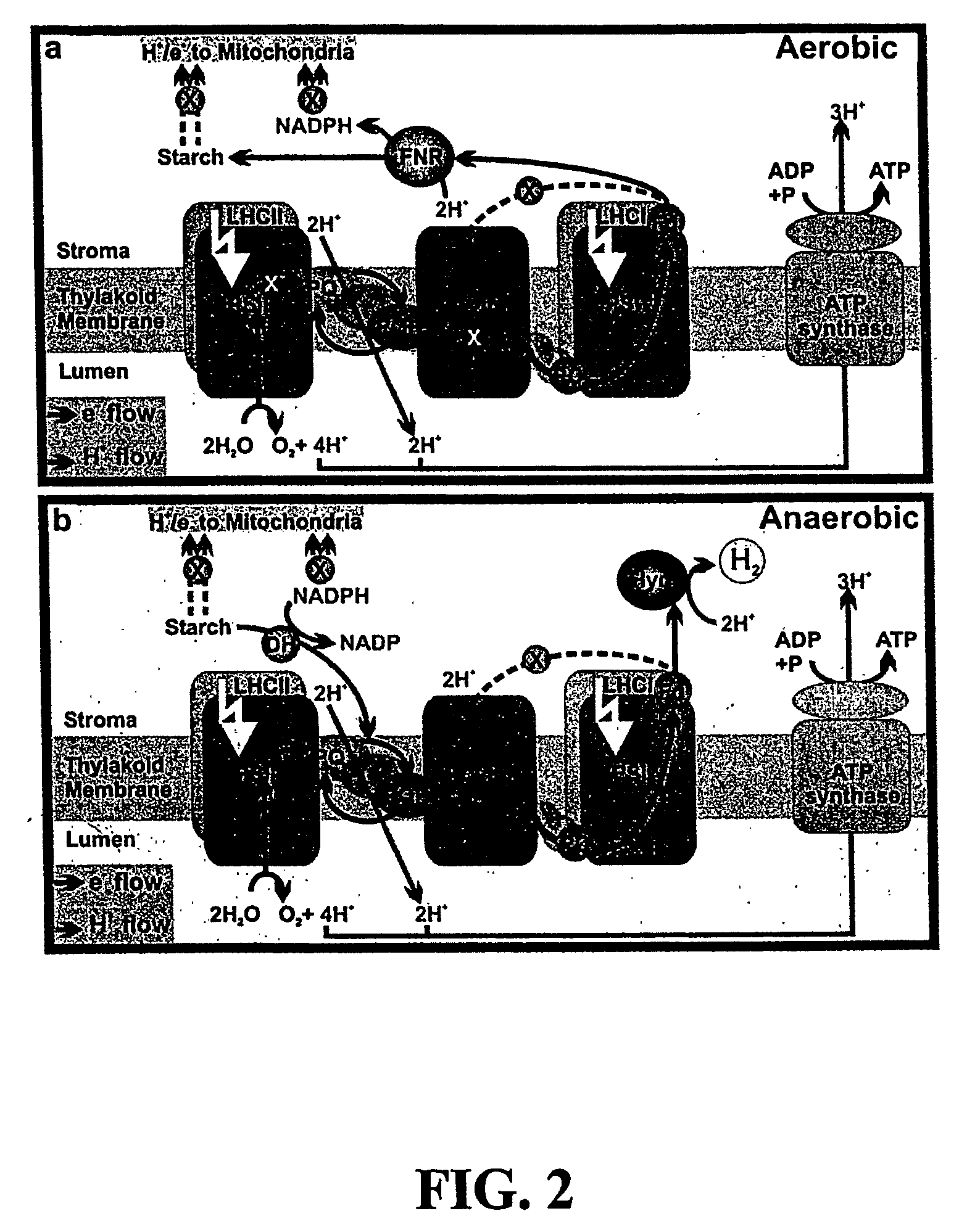 Photosynthetic hydrogen production