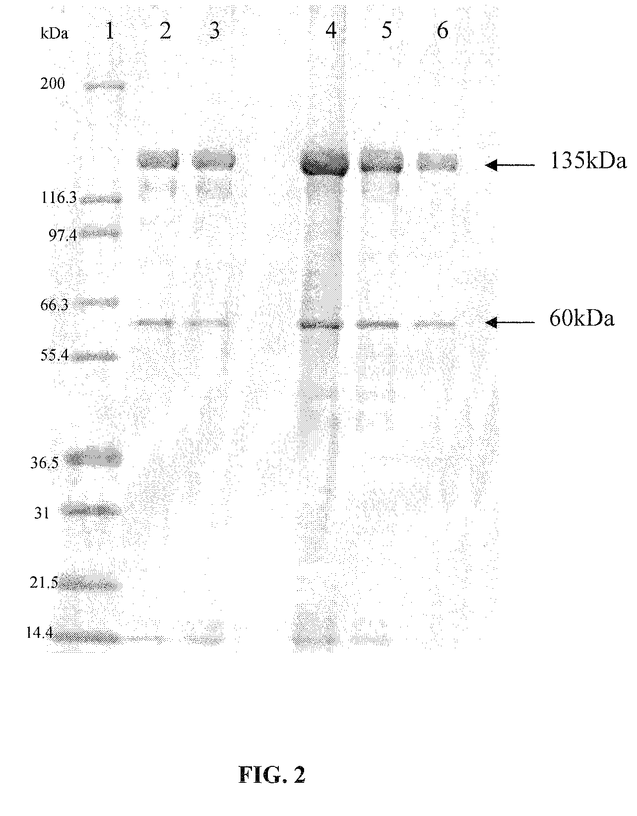 Novel bacillus thuringiensis isolate