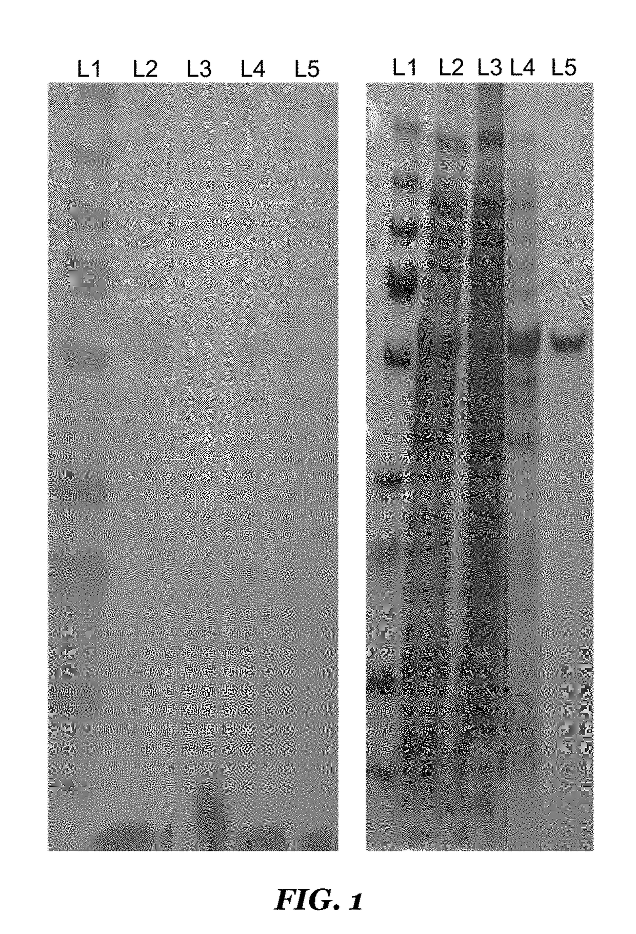 Enzyme-Linked Immunosorbent Assay (ELISA) for the Detection of Anti-Mycoplasma hyorhinis IgG in Swine Serum