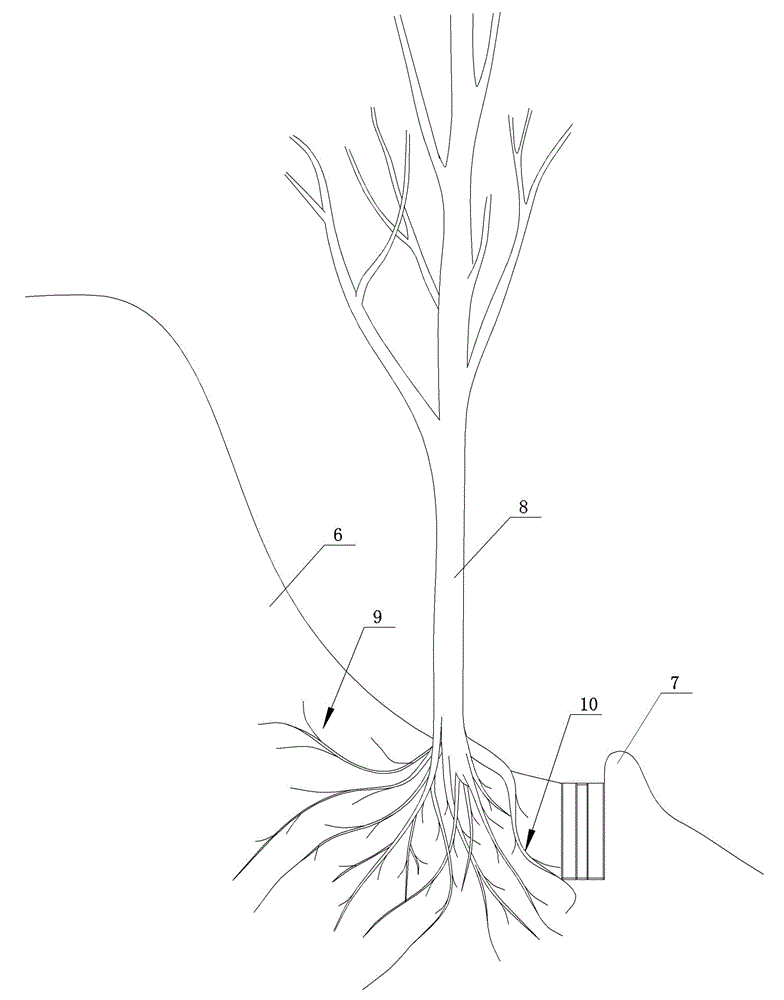 Tool and method for efficient utilization of water and fertilizer for fruit trees