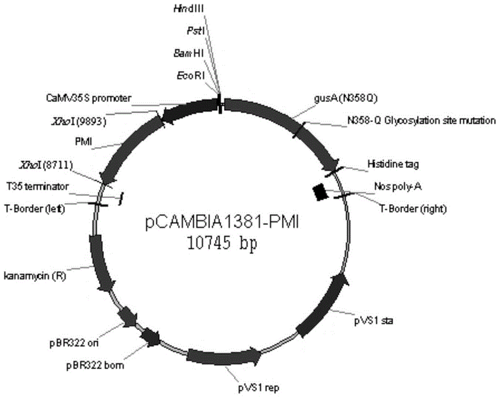 A method of introducing exogenous genes into japonica rice with closed-growth pollination by using pmi selection marker