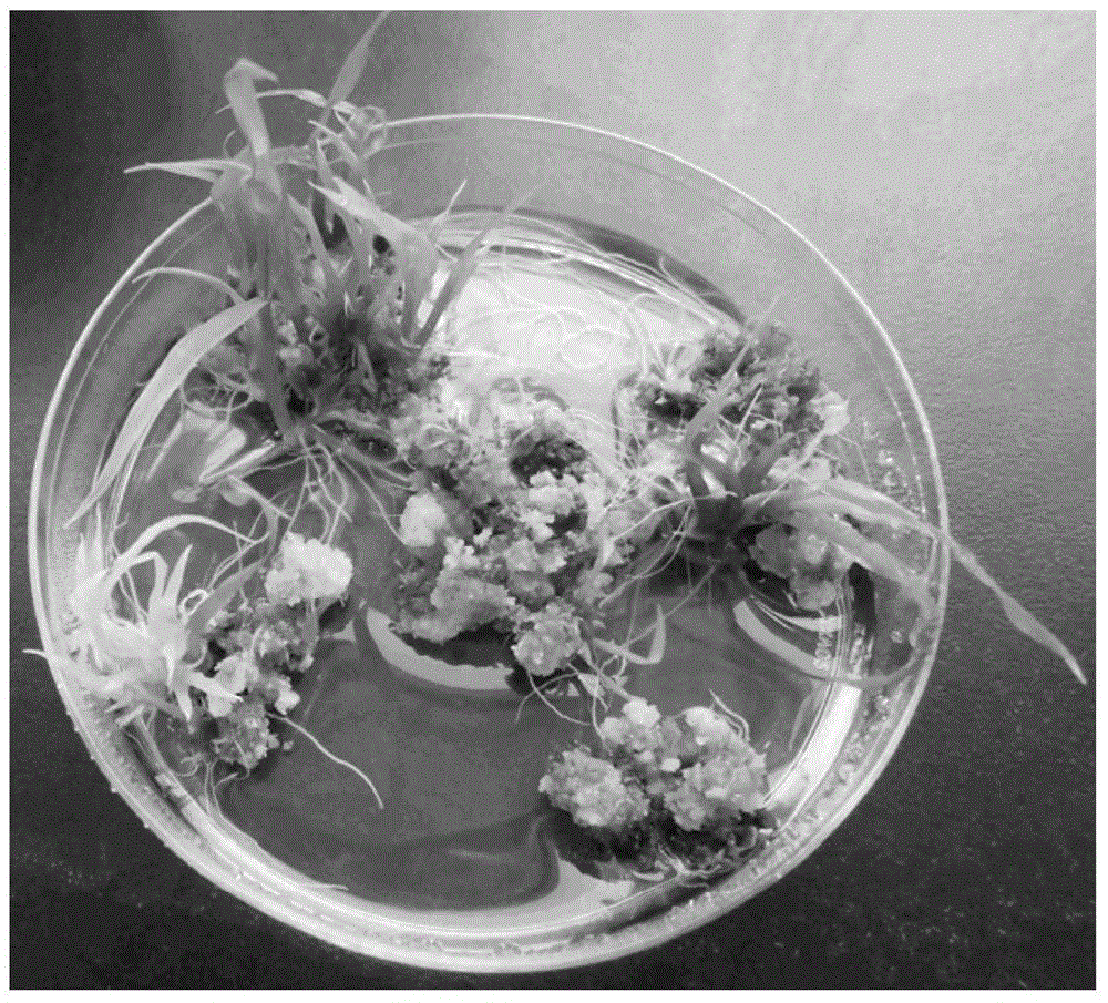 A method of introducing exogenous genes into japonica rice with closed-growth pollination by using pmi selection marker