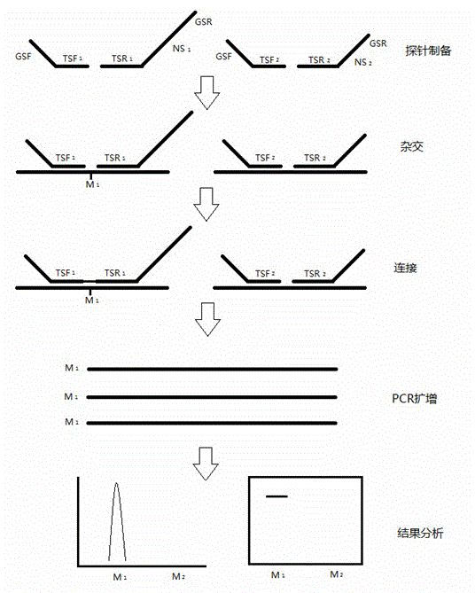 Method for preparing length relying probe for detecting gene mutation