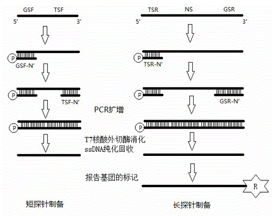 Method for preparing length relying probe for detecting gene mutation