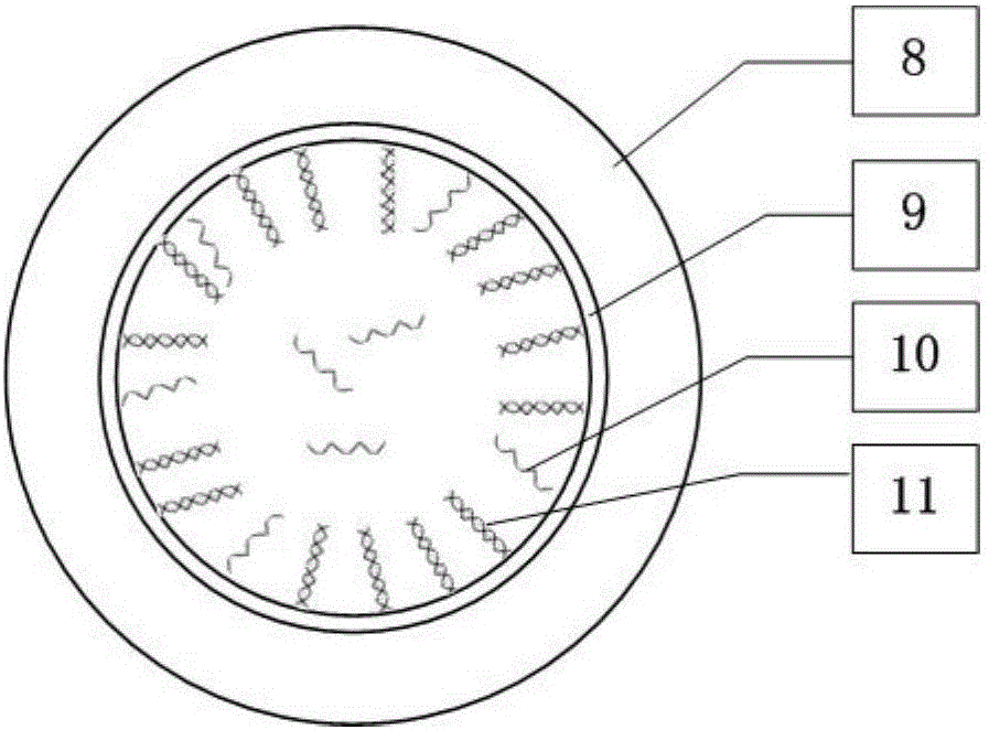 DNA (Deoxyribonucleic Acid) hybridized micro-fluidic detector based on optical fiber micro-cavity echo wall