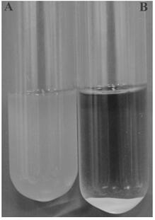 Application of dihydropteroate synthase gene folP