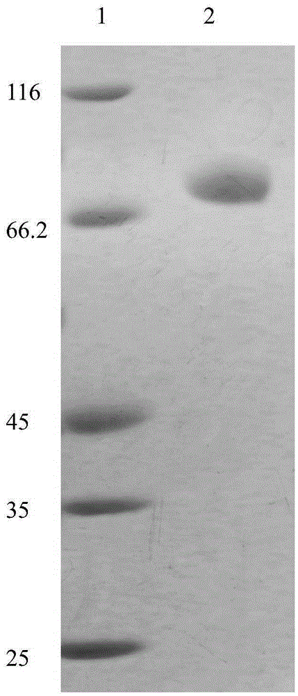 Novel heat-resisting glucoside hydrolase MtCel1 and coding sequence and application thereof