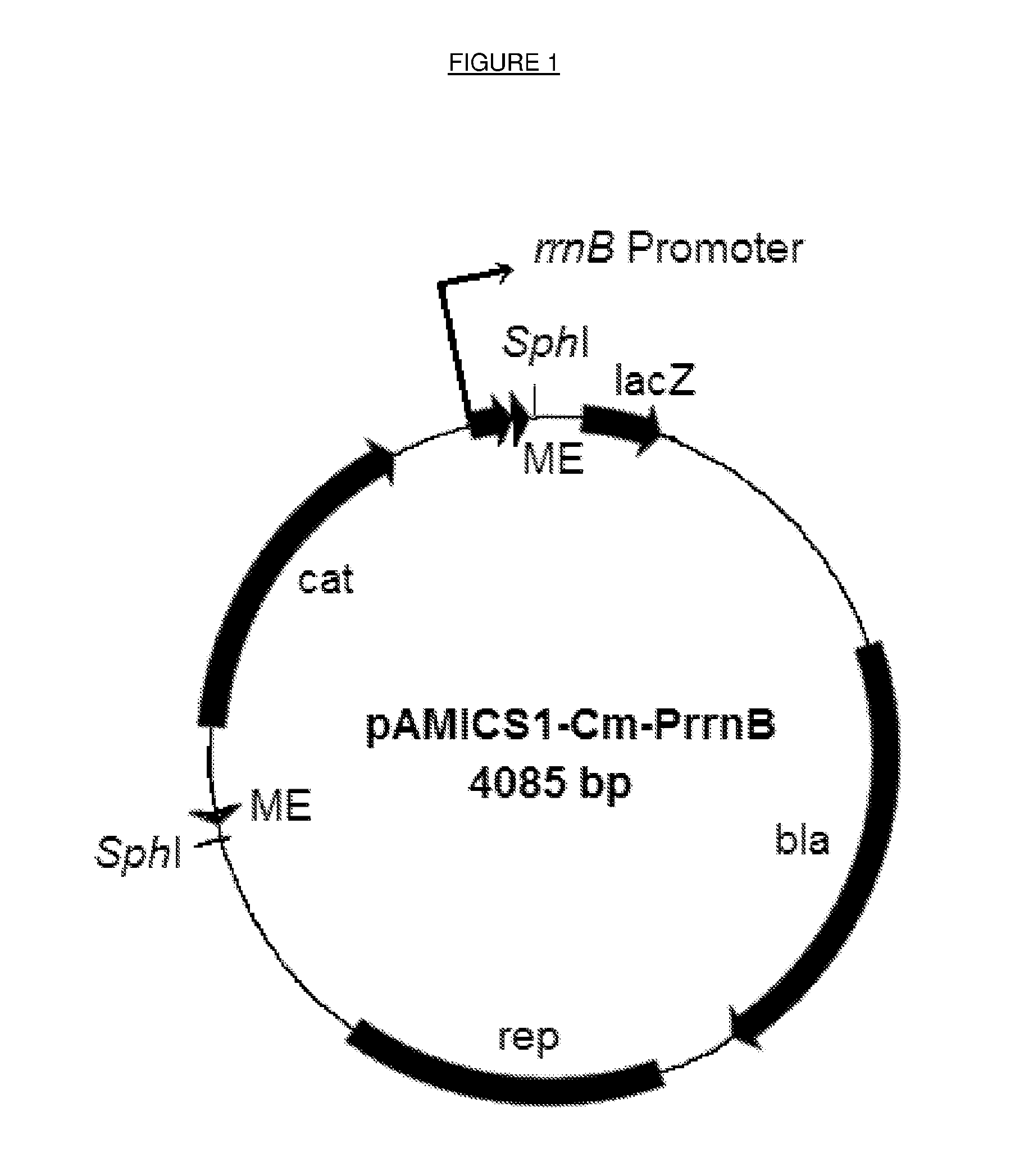 Bacterial engineering