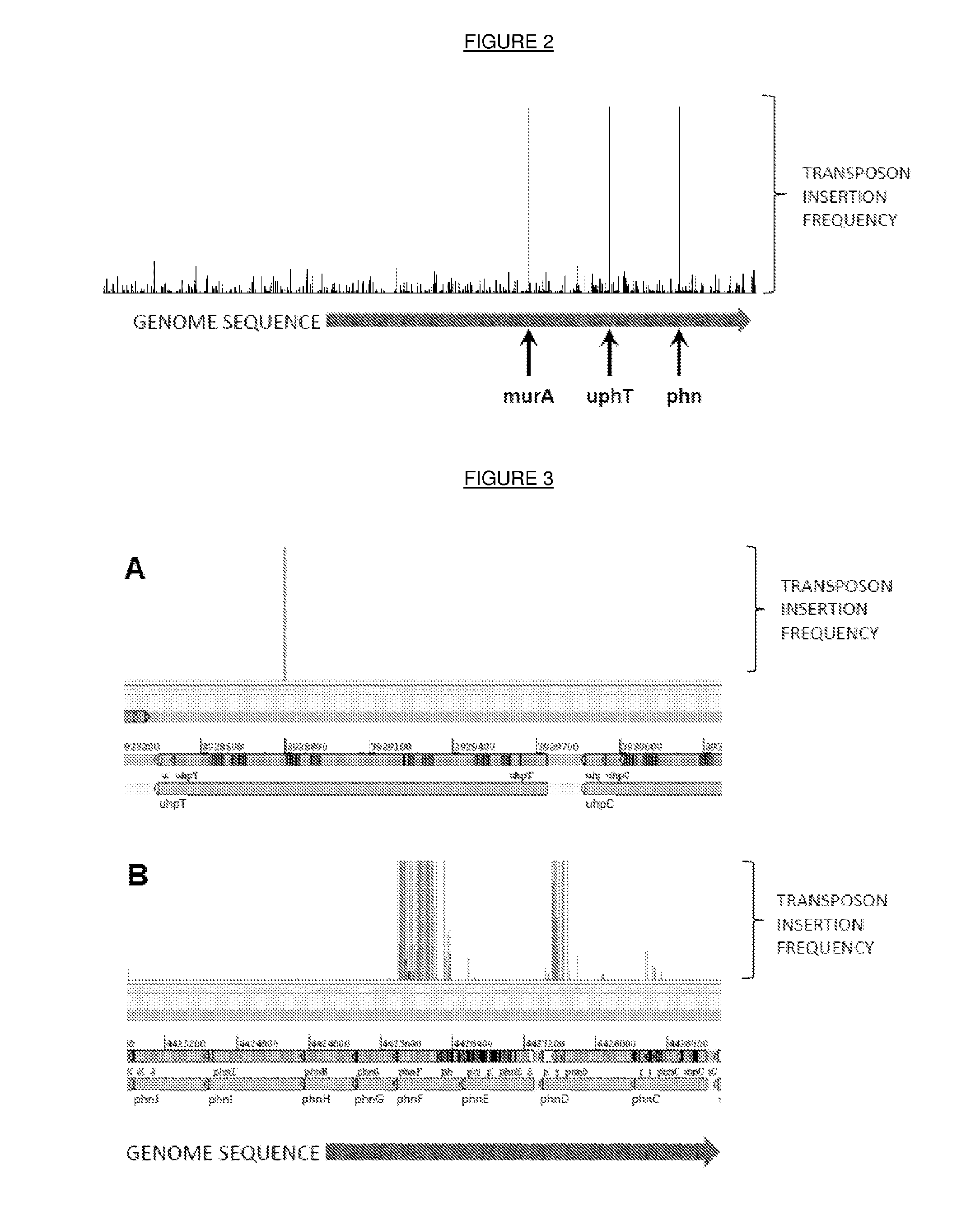 Bacterial engineering