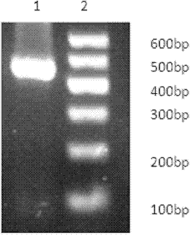 Gene silencing technique based Laodelphax striatellus lethal gene fragment Alpha1-tubulin and dsRNA thereof