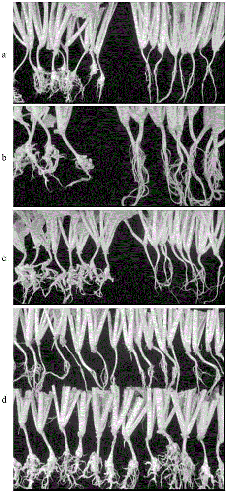 InDel molecular marker for identifying clubroot-resistant QTL (quantitative trait locus) located on Chinese cabbage A03 chromosome and application thereof