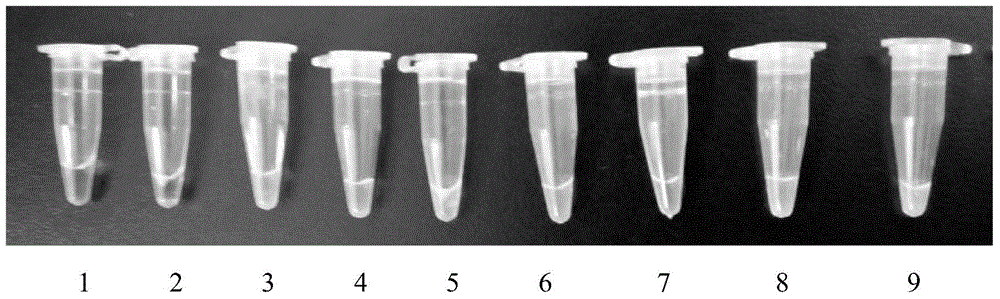 Aeromonas veronii rapid detection primer, kit and application