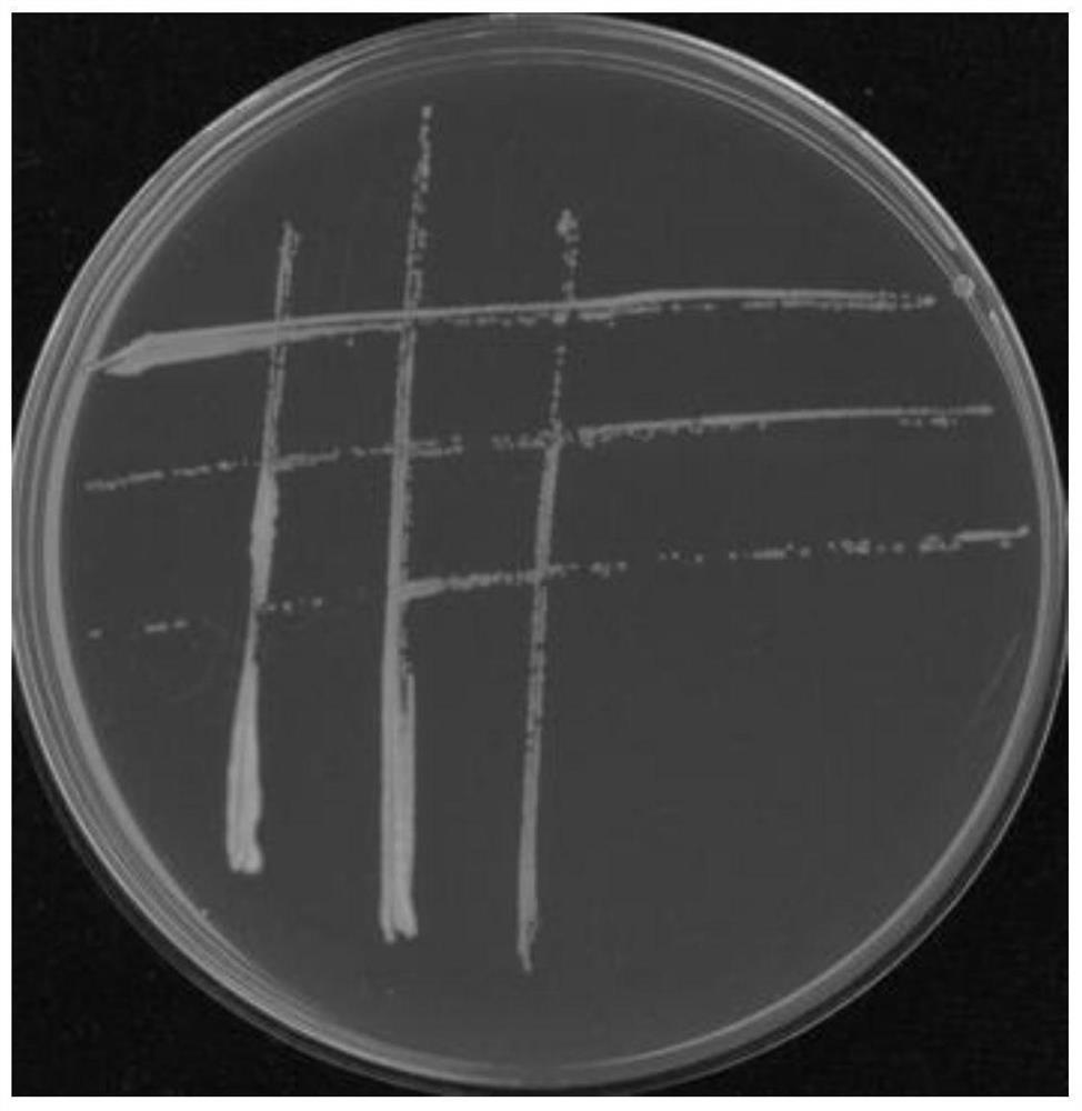 Applications of corn growth promoting rhizobacteria in promoting growth of plants