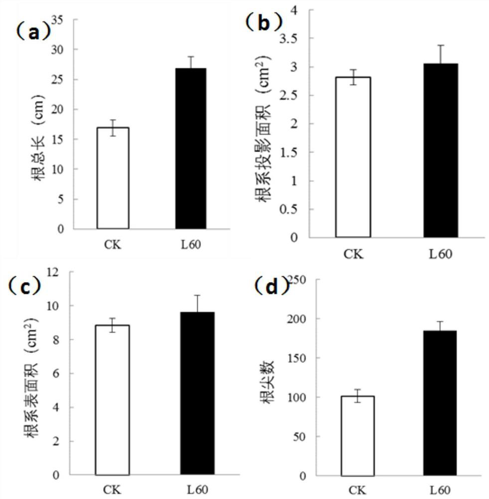 Applications of corn growth promoting rhizobacteria in promoting growth of plants