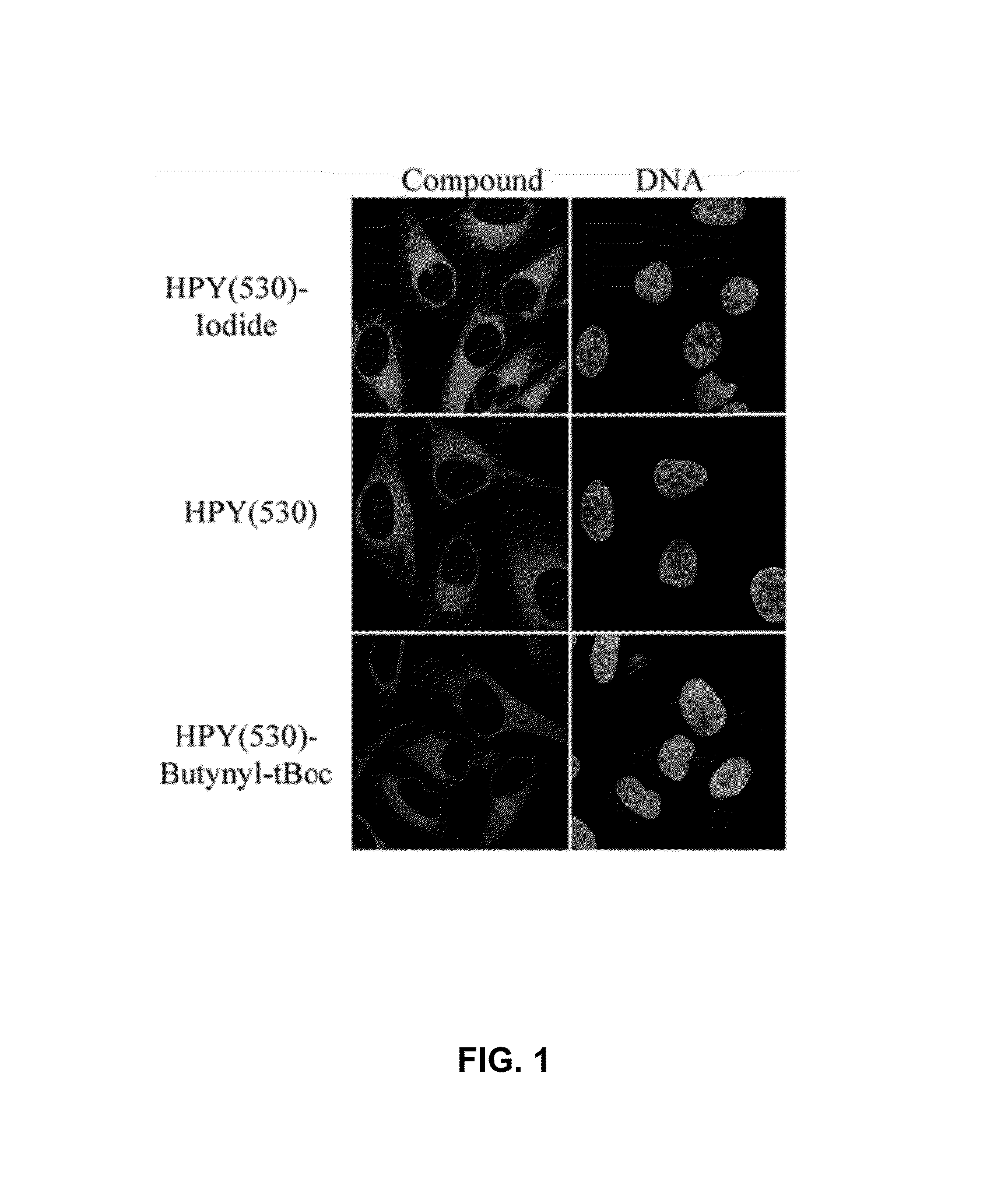 Synthesis and applications of triazaborolopyridinium compounds and substituted triazaborolopyridinium compounds and methods of use