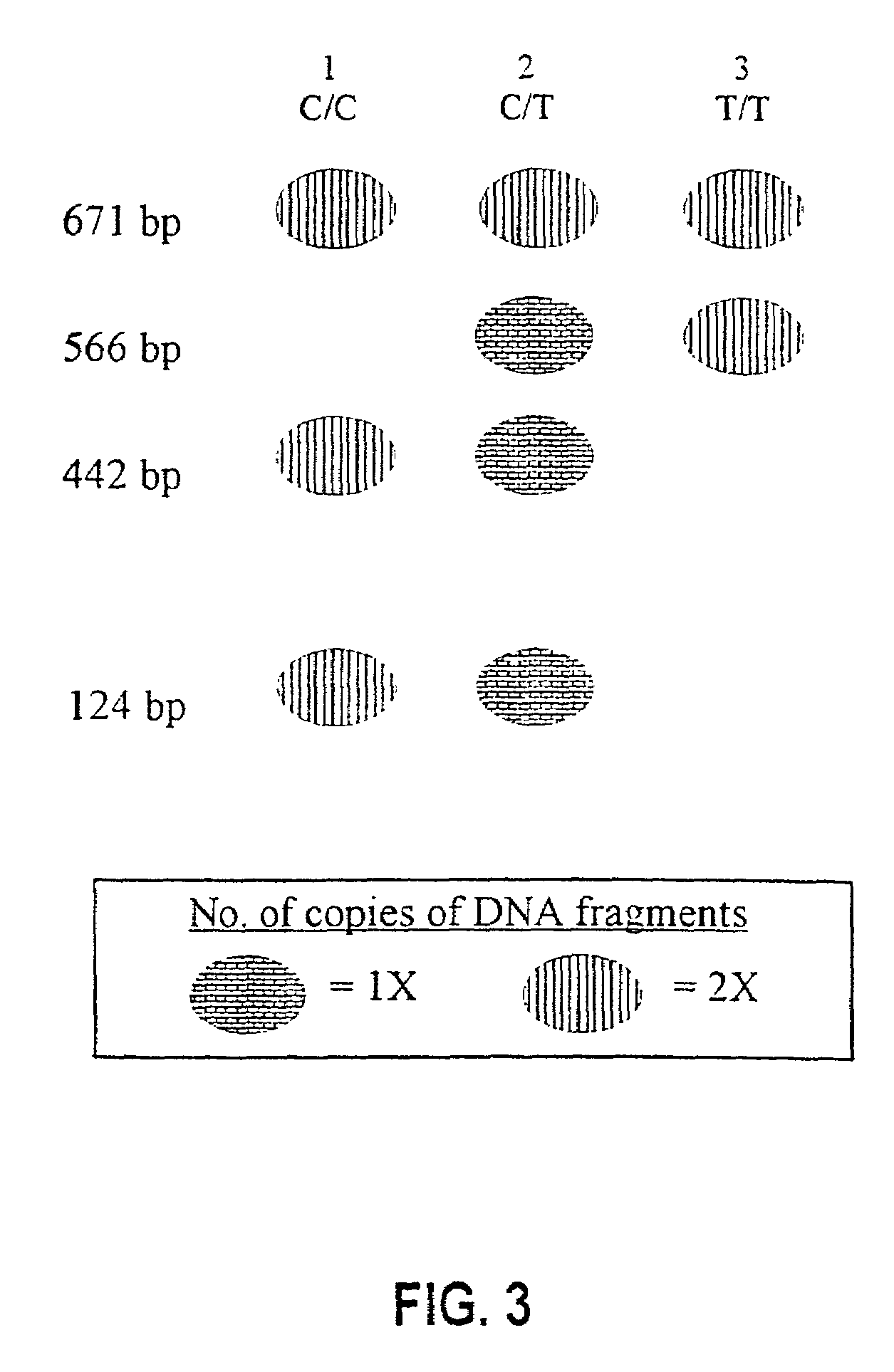 Diagnostic assay for cancer susceptibility