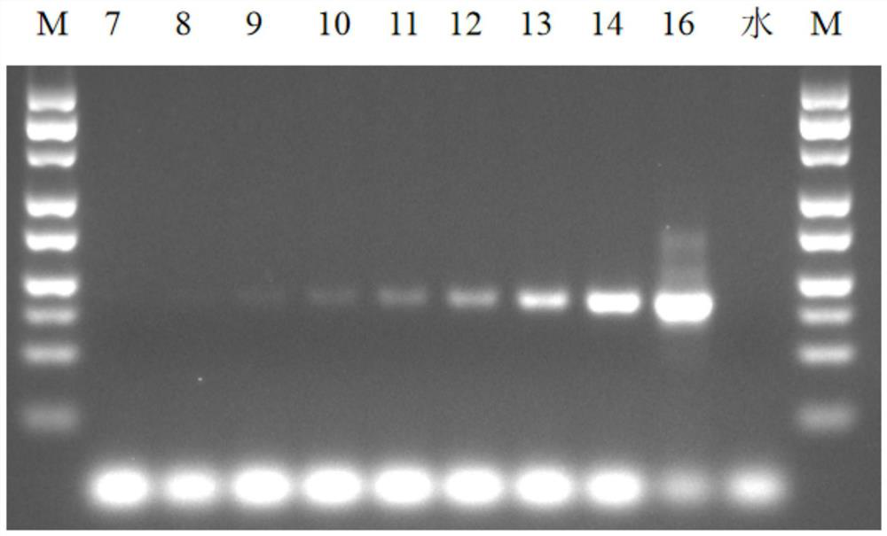 Nucleic acid aptamer specifically bound with human FXYD2 gamma a and derivative, screening method and application thereof