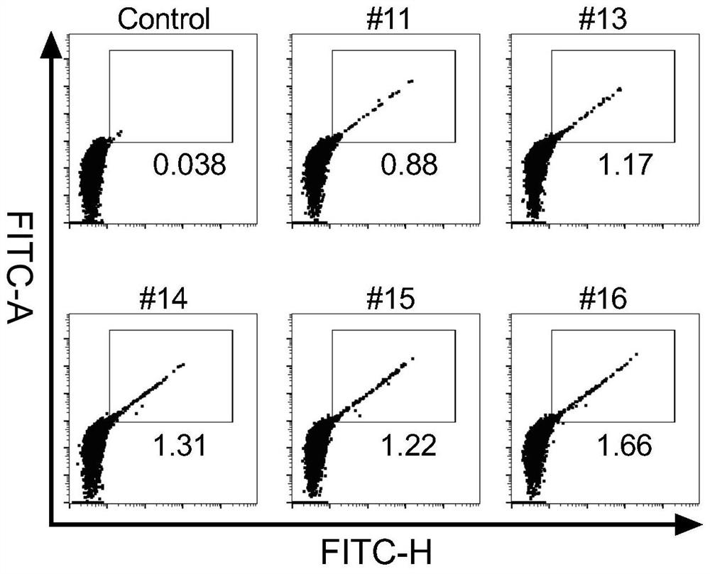 Nucleic acid aptamer specifically bound with human FXYD2 gamma a and derivative, screening method and application thereof