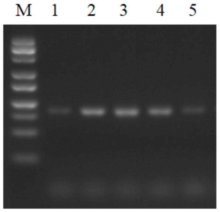 Nucleic acid aptamer specifically bound with human FXYD2 gamma a and derivative, screening method and application thereof