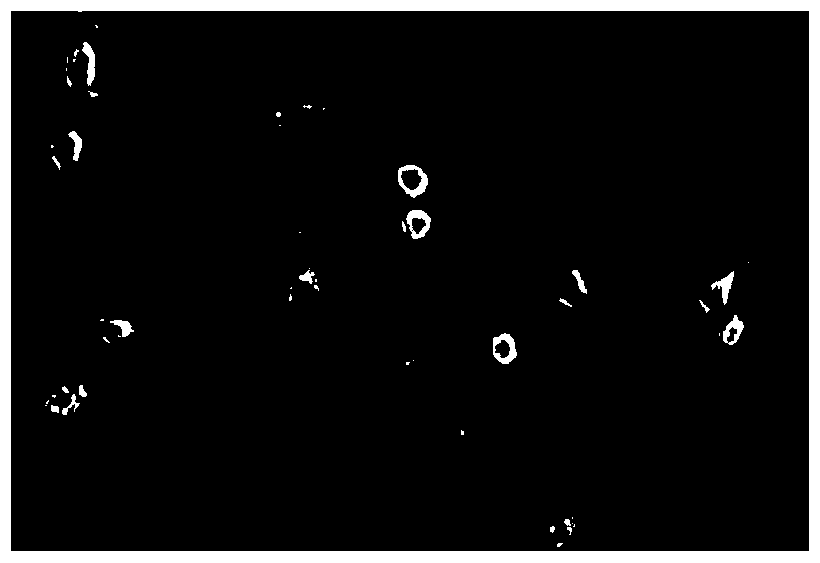 Constructing method of AFFT1 cells