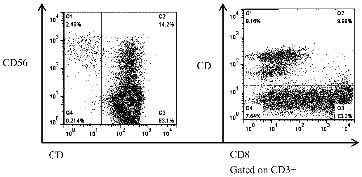 Constructing method of AFFT1 cells