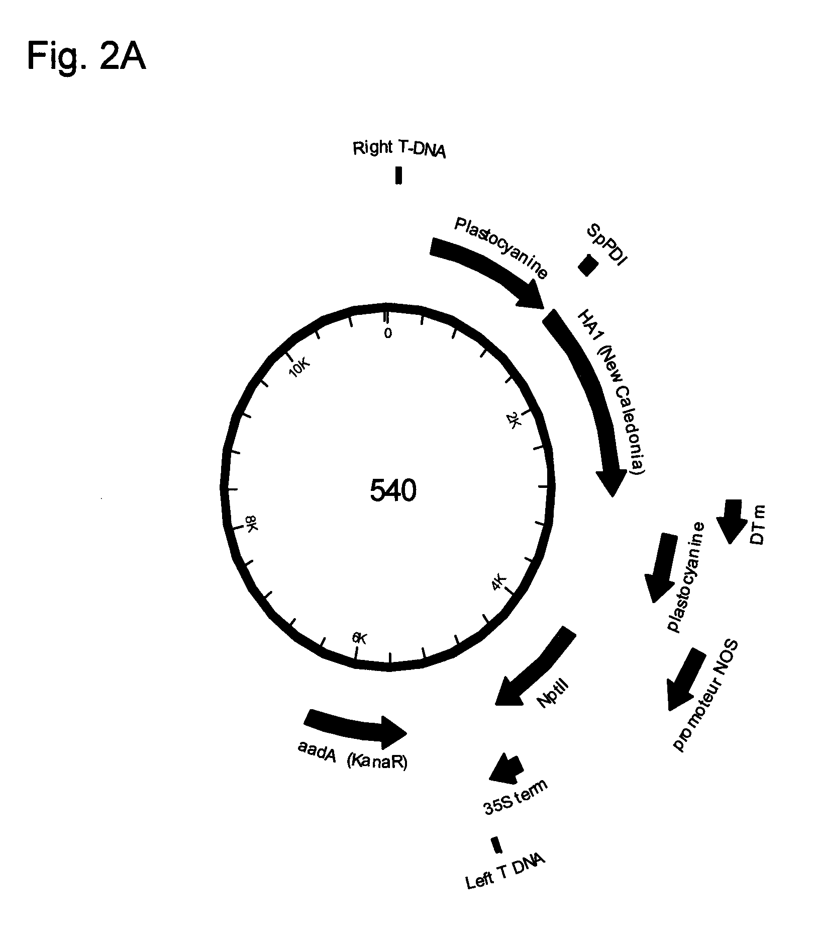 Recombinant influenza virus-like particles (VLPS) produced in transgenic plants expressing hemagglutinin