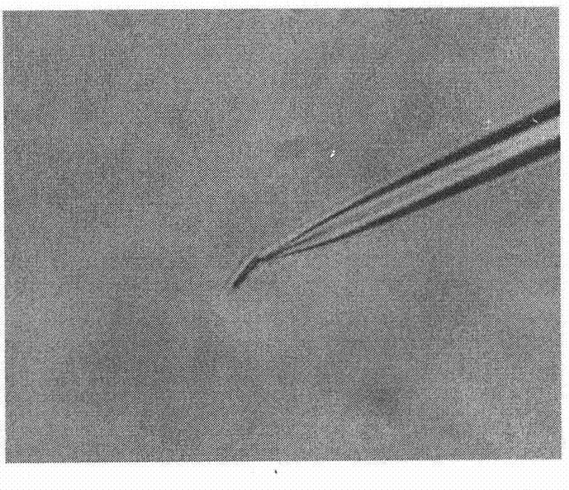 Method for separating chromosomes in plant cells by using fluorescence in-situ hybridization