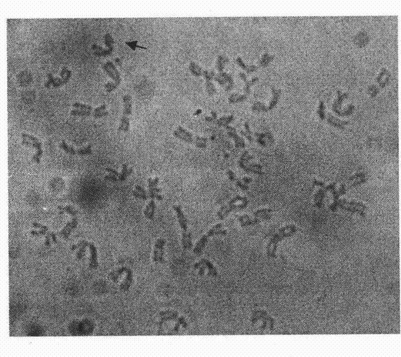 Method for separating chromosomes in plant cells by using fluorescence in-situ hybridization