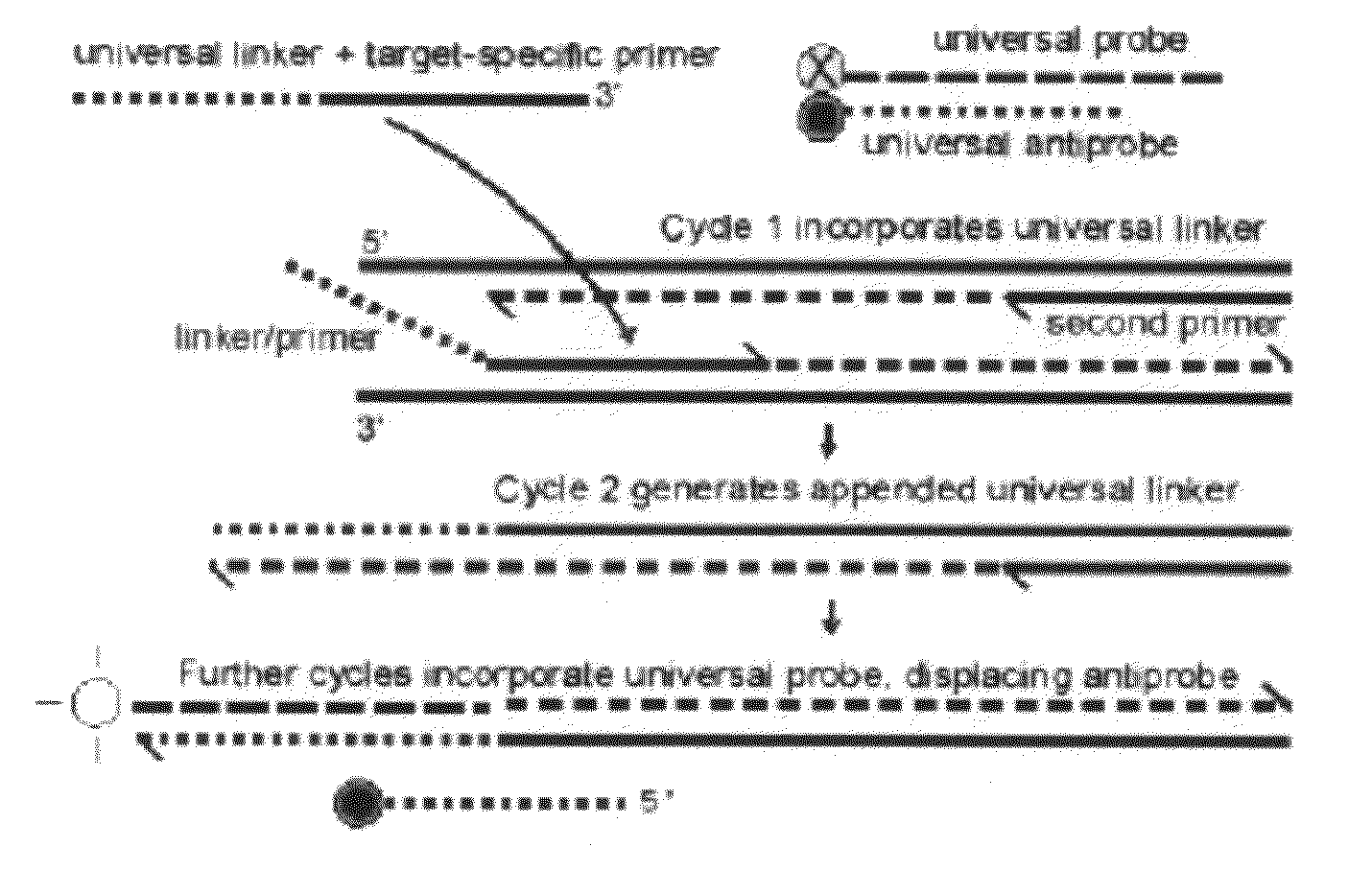 Probe-antiprobe compositions and methods for DNA or RNA detection