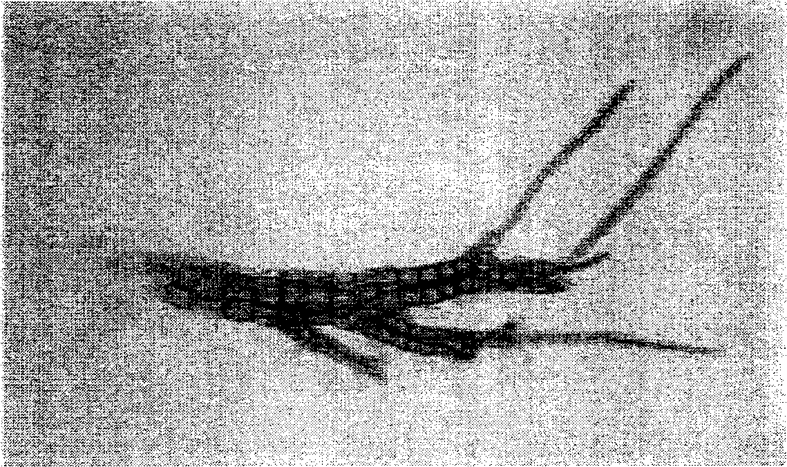 Asparagus protoplast separation and purification and method for regenerating to plant