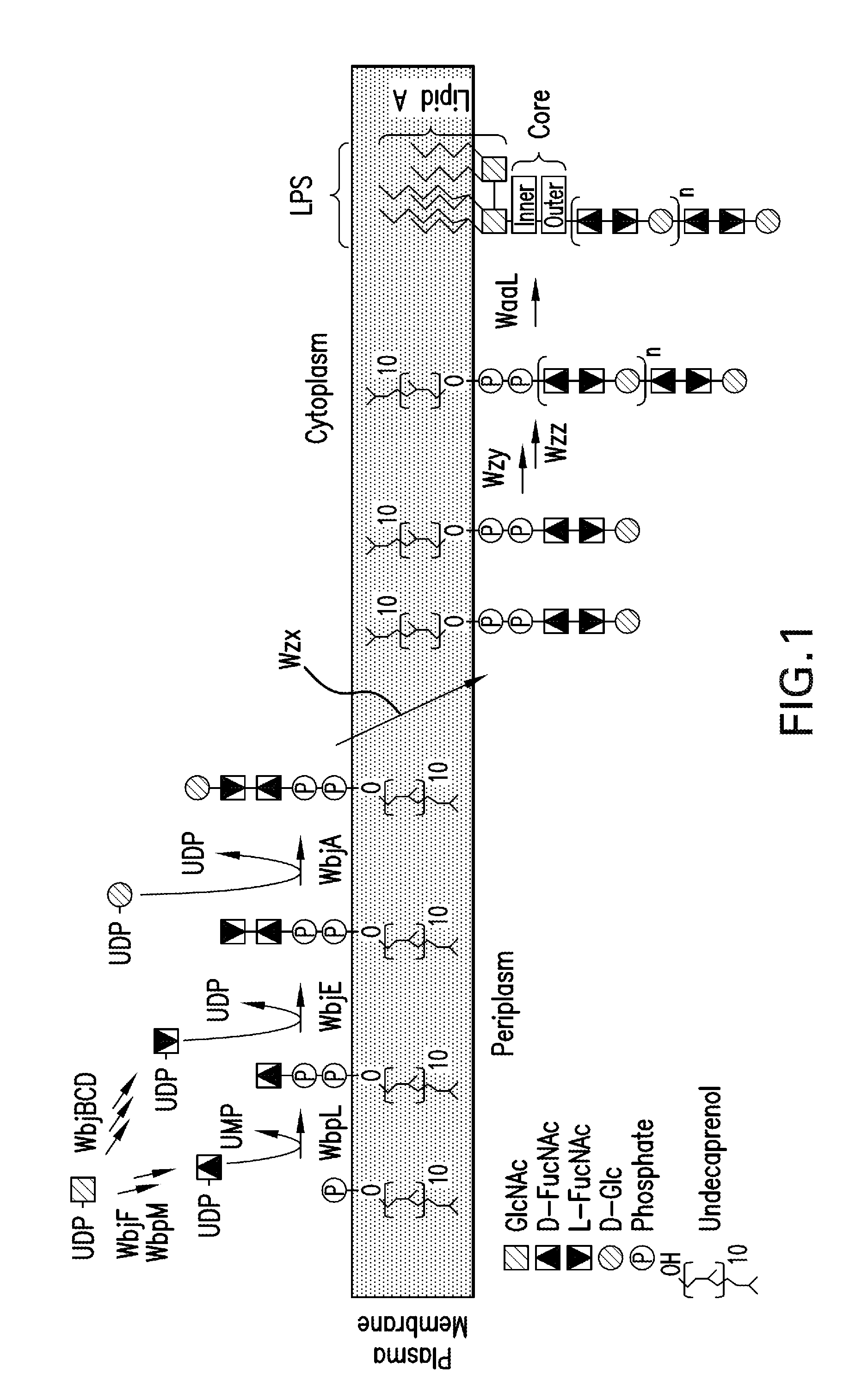 Capsular gram-positive bacteria bioconjugate vaccines