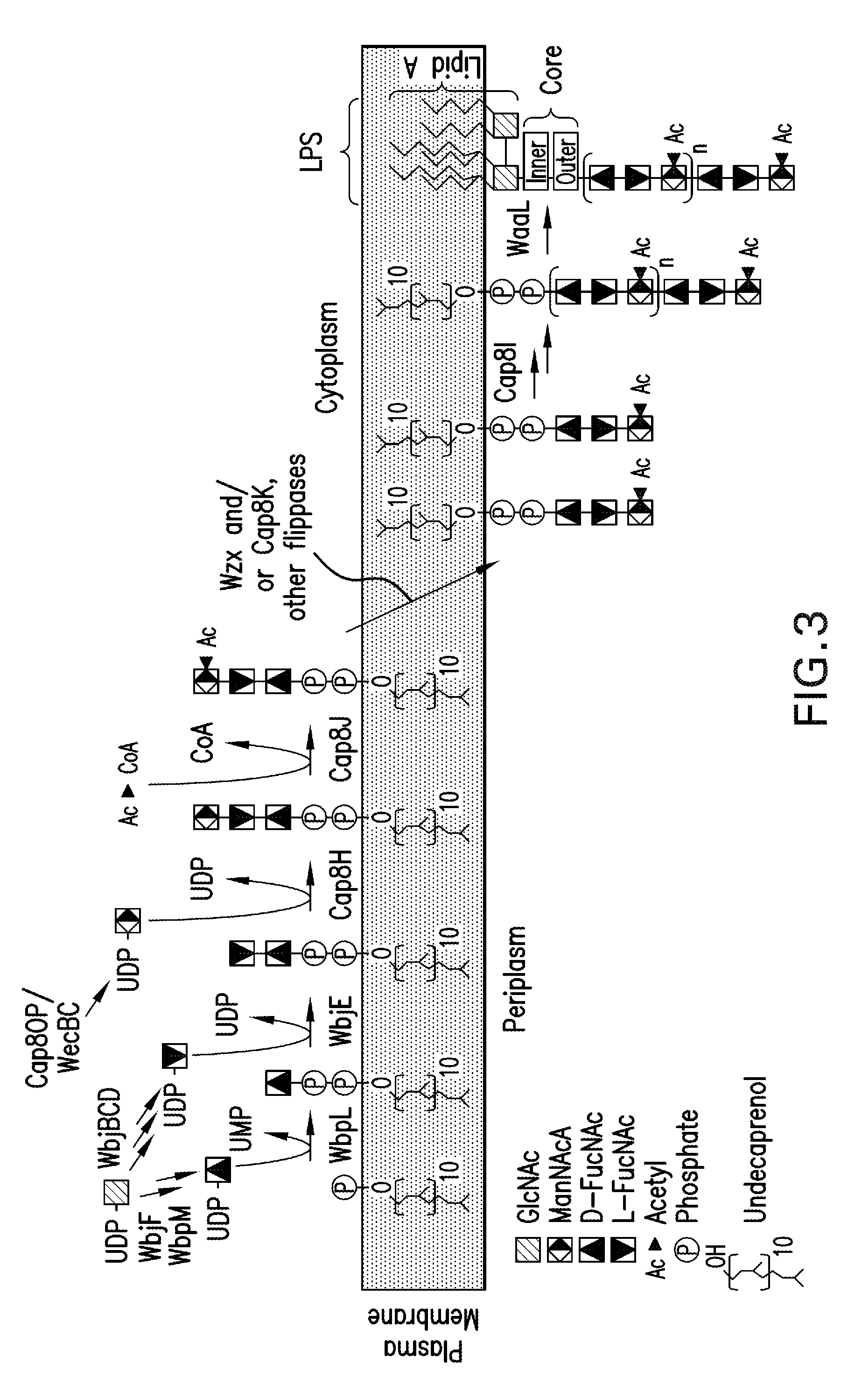 Capsular gram-positive bacteria bioconjugate vaccines