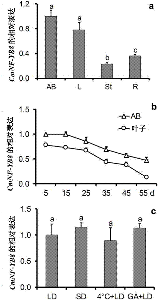 Chrysanthemum nuclear factor CmNF-YB8 and application thereof in regulation of flowering time and regulation of quantity of young leaves