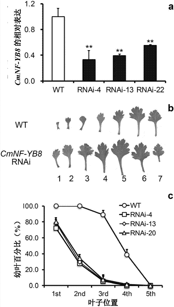 Chrysanthemum nuclear factor CmNF-YB8 and application thereof in regulation of flowering time and regulation of quantity of young leaves