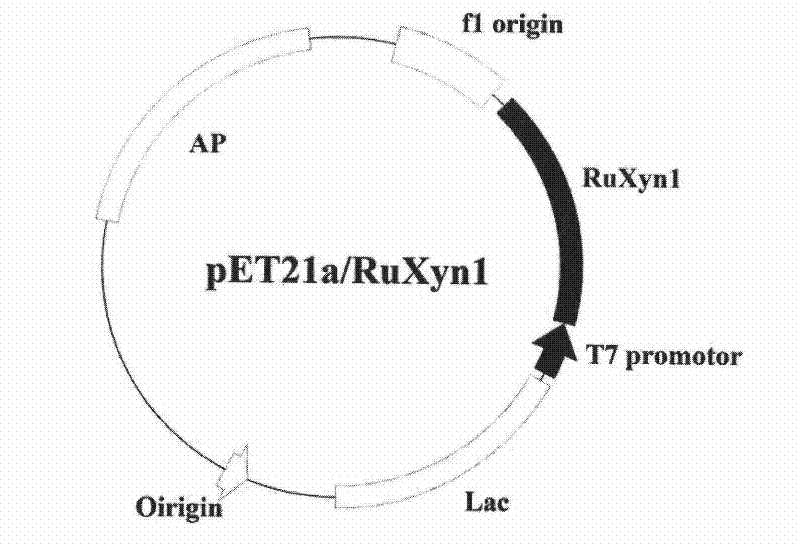 Cryophilic xylosidase/arabinofuranosidase and preparation method and application thereof