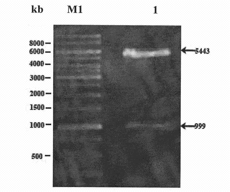 Cryophilic xylosidase/arabinofuranosidase and preparation method and application thereof