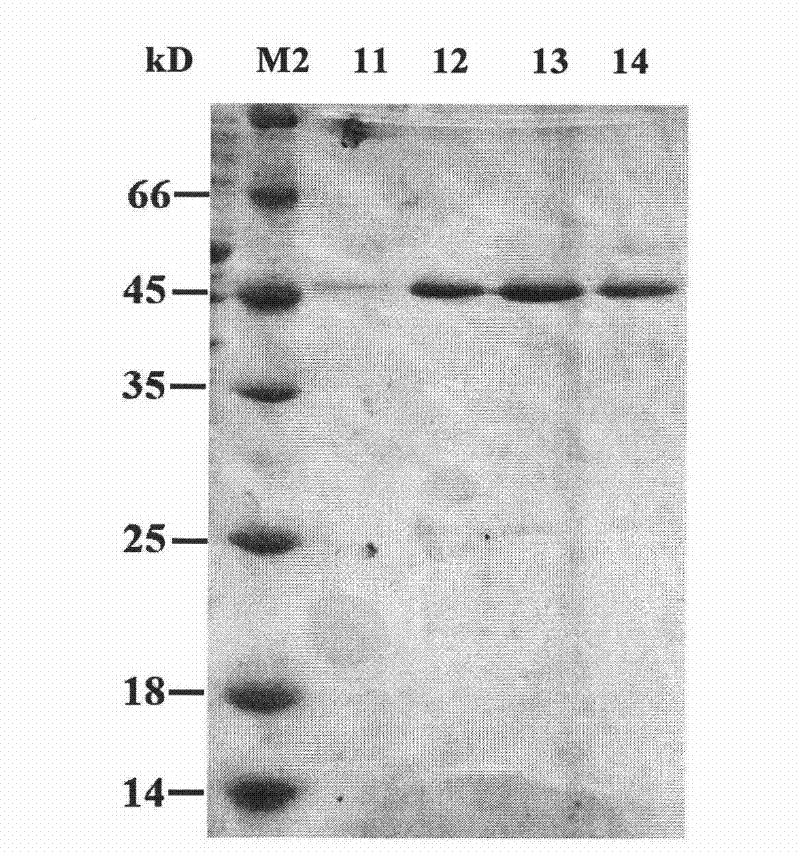 Cryophilic xylosidase/arabinofuranosidase and preparation method and application thereof