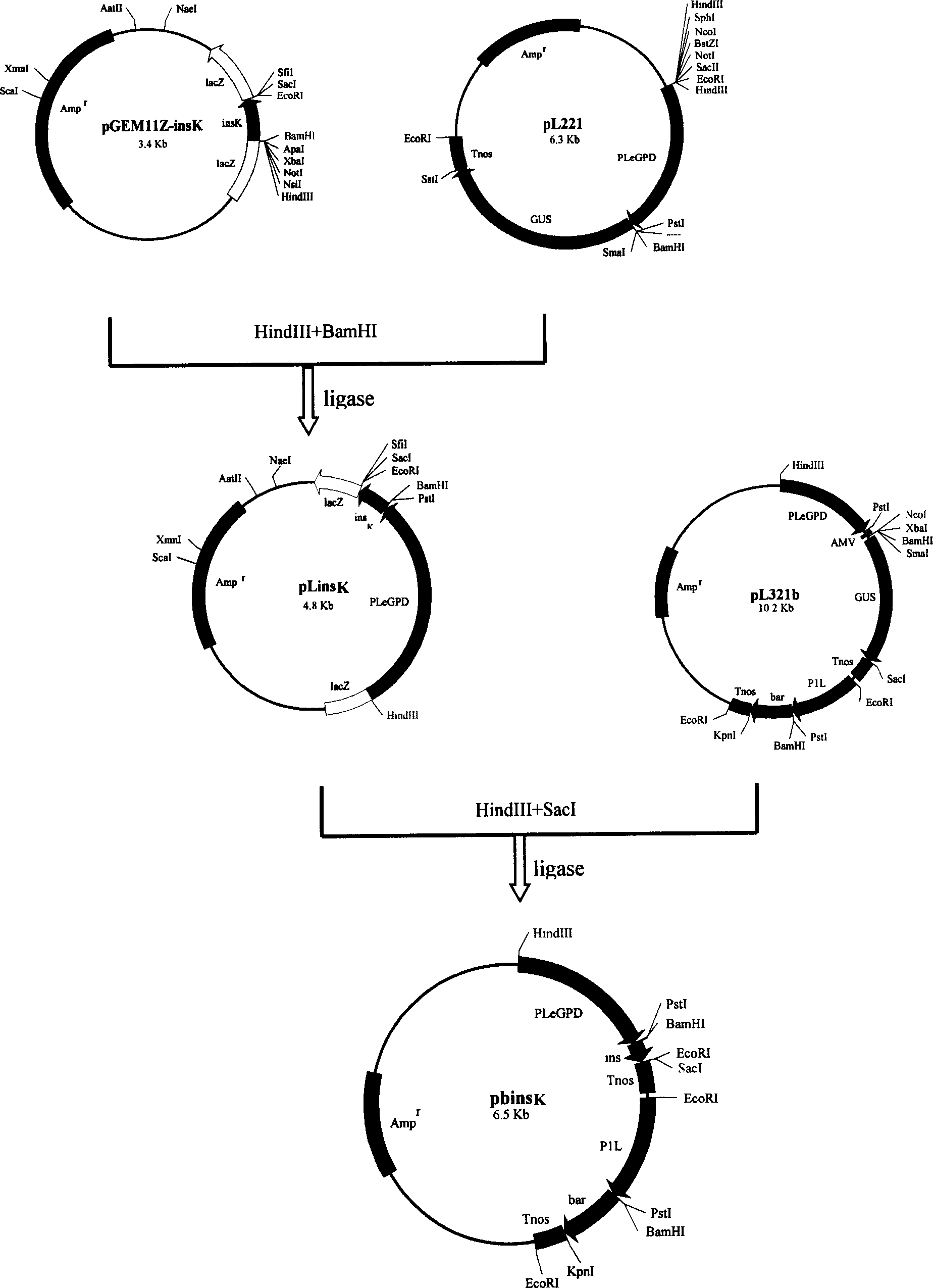 Method for expressing human insulin for reducing blood sugar by transgenic lucid ganoderma