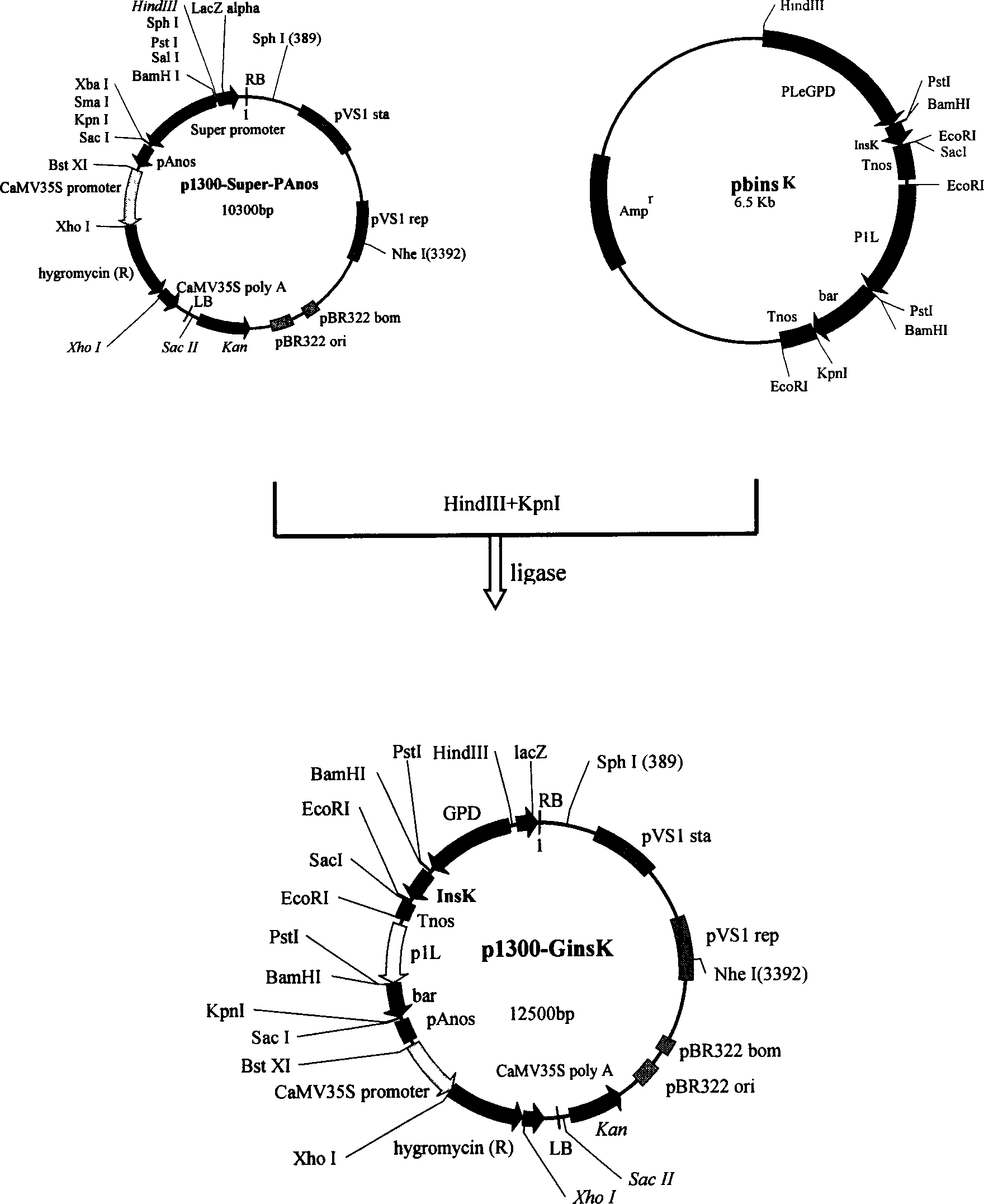 Method for expressing human insulin for reducing blood sugar by transgenic lucid ganoderma