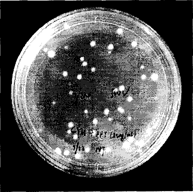 Method for expressing human insulin for reducing blood sugar by transgenic lucid ganoderma