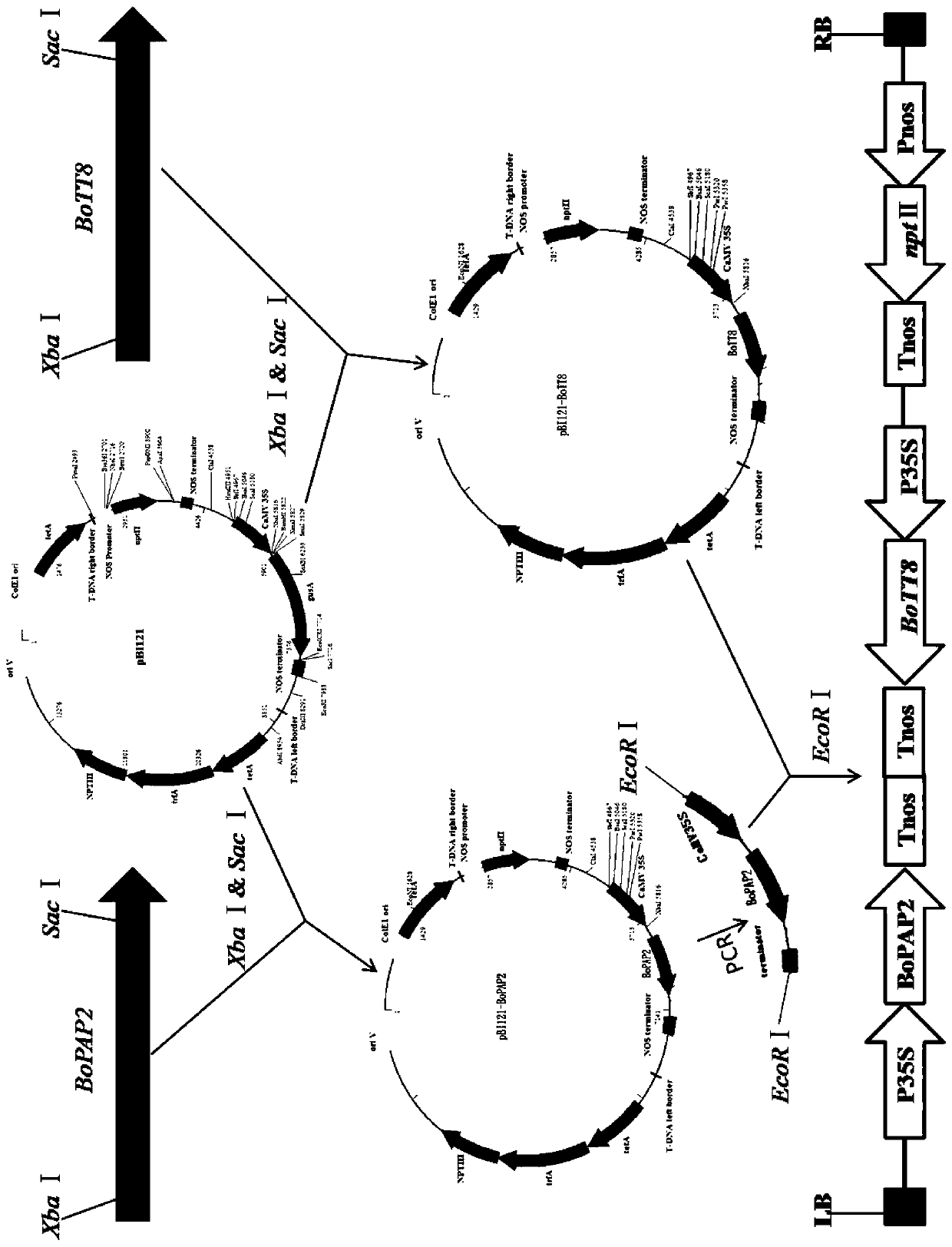 Kohlrabi Gene and Its Application in Breeding Purple Miniature Tomatoes