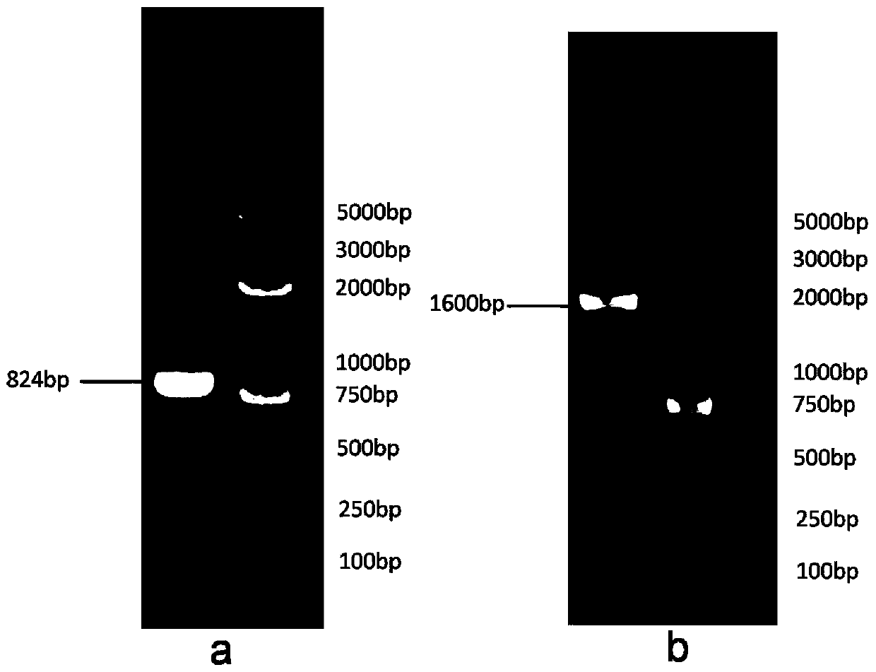 Kohlrabi Gene and Its Application in Breeding Purple Miniature Tomatoes