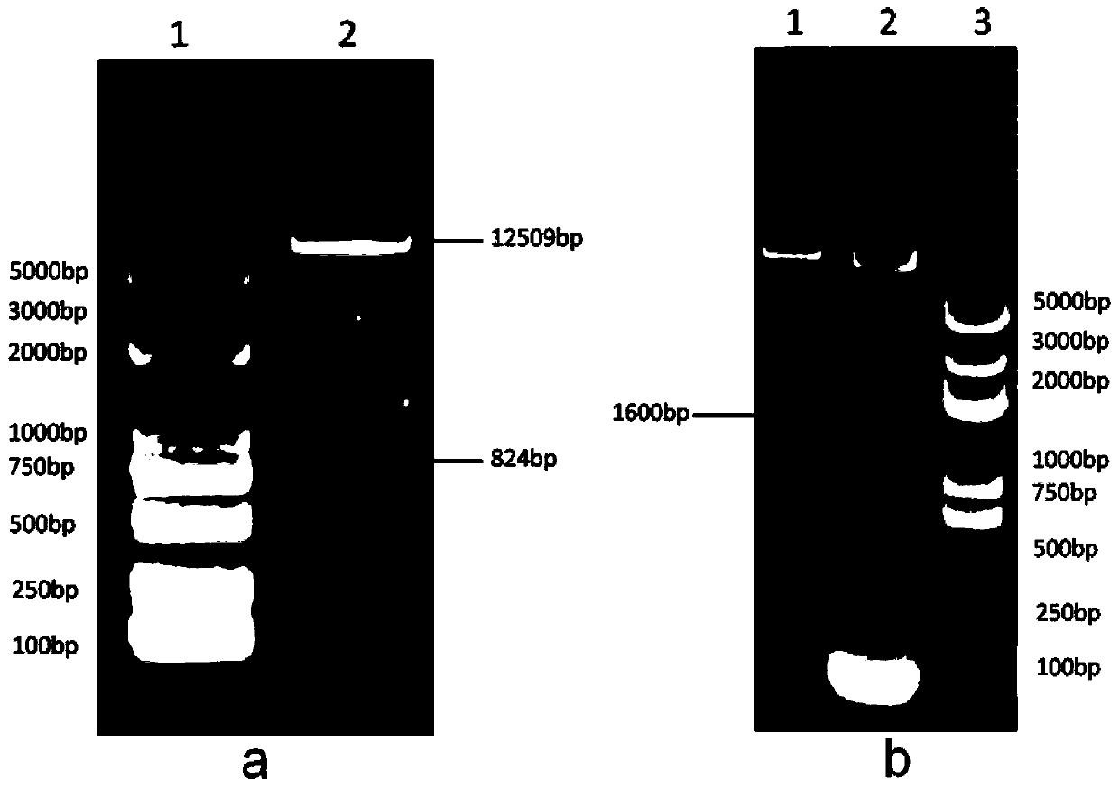 Kohlrabi Gene and Its Application in Breeding Purple Miniature Tomatoes