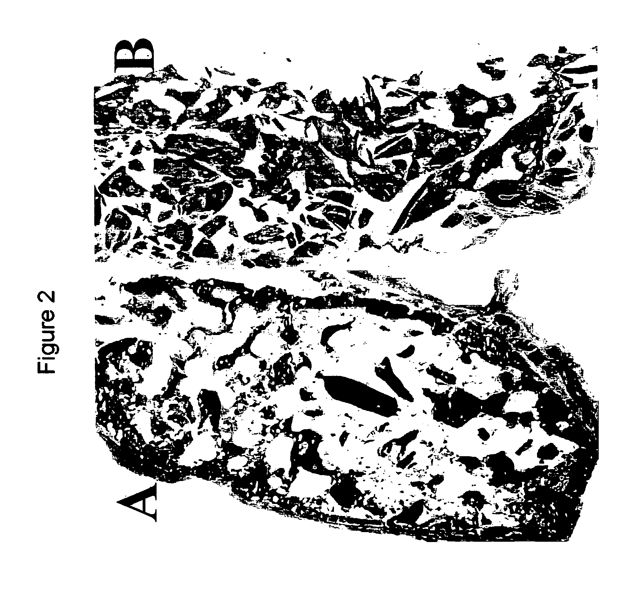 Mutants of bone morphogenetic proteins