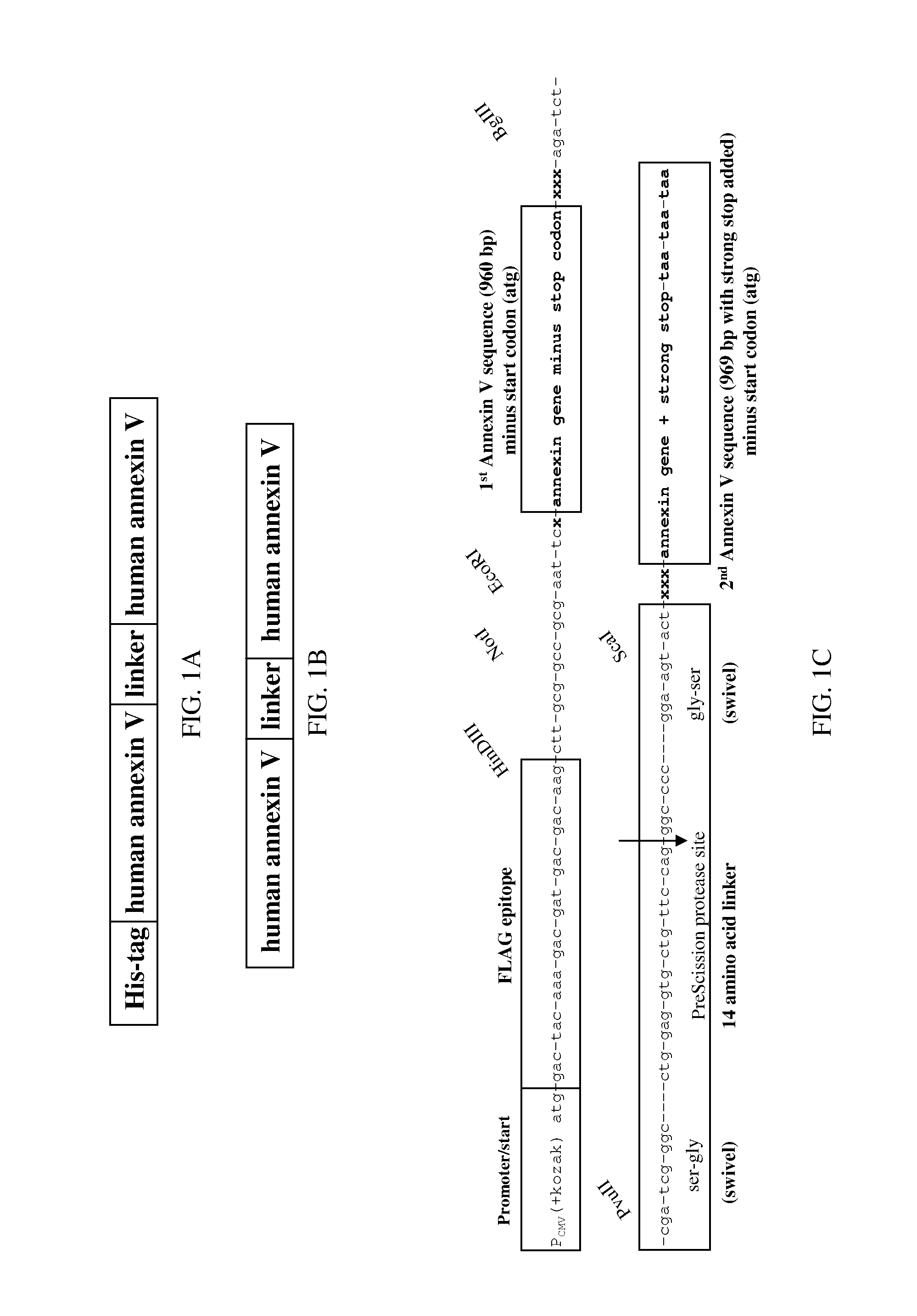 Modified annexin proteins and methods for their use in organ transplantation and in prevention of thrombosis and reperfusion injury