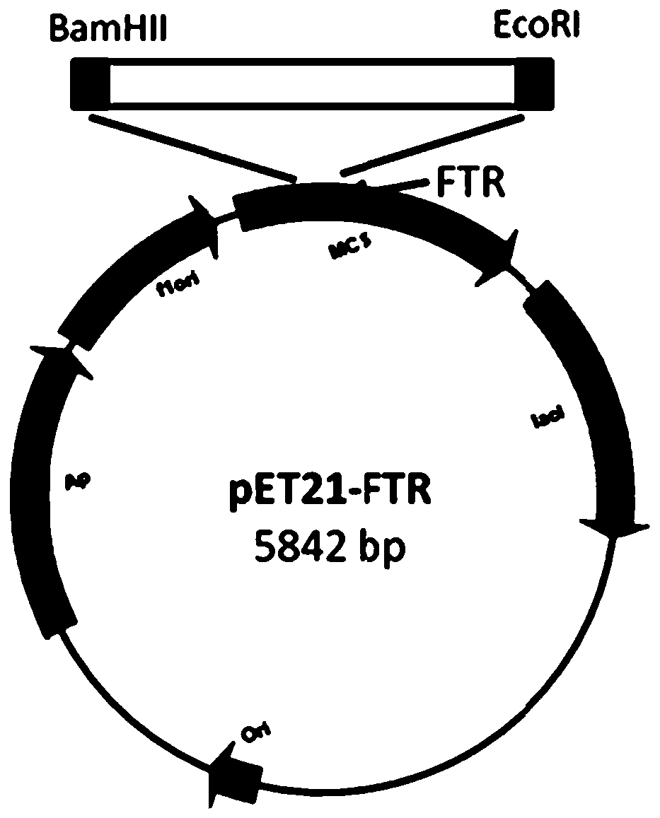 Method for cloning farnesyl transferase gene family member group