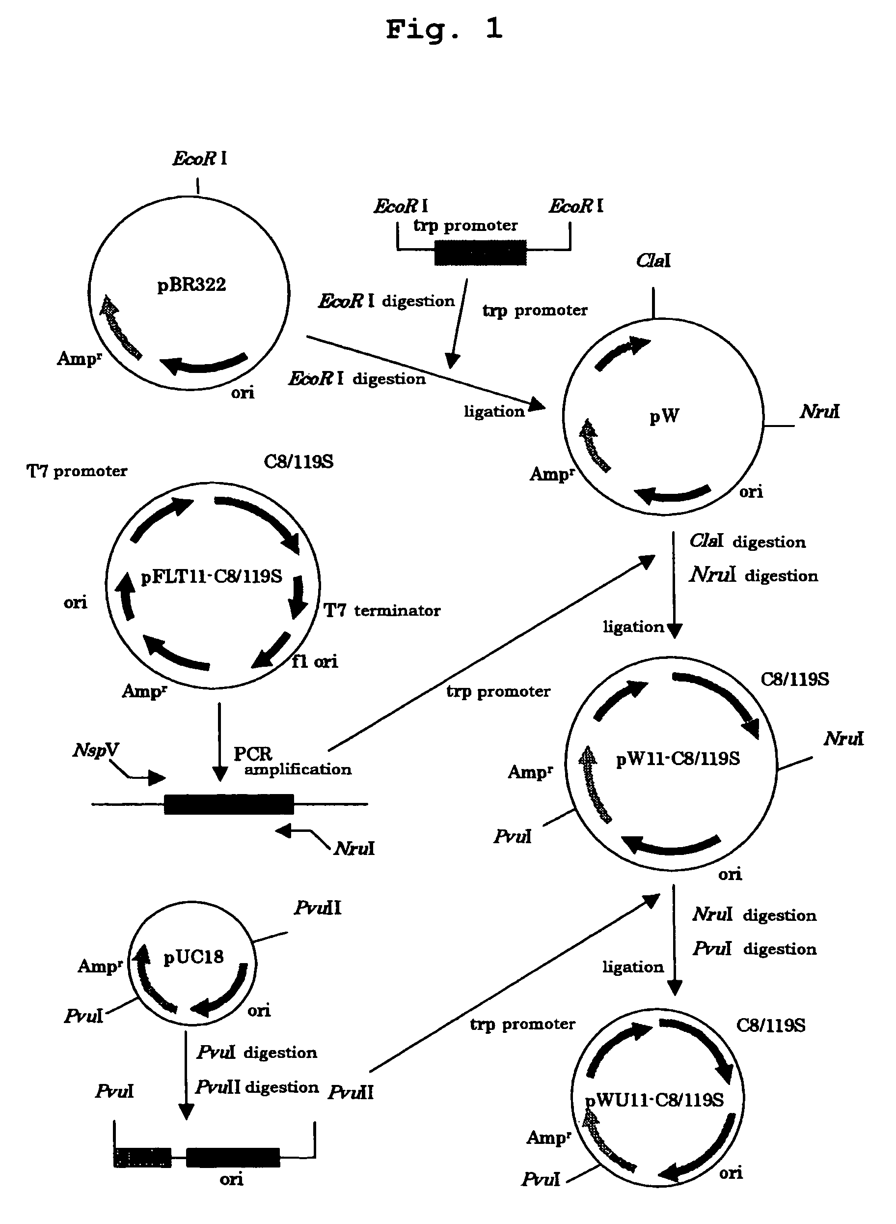 Method for purifying modified major mite allergen