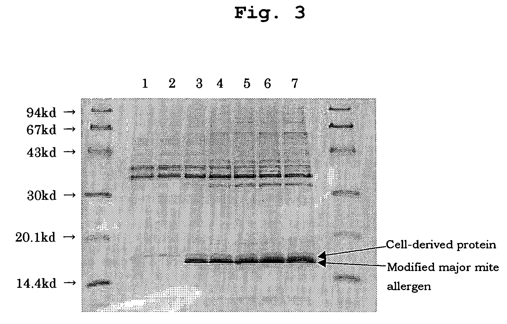 Method for purifying modified major mite allergen